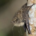 bat_longnosed_la_v_1087_ecu3177.jpg